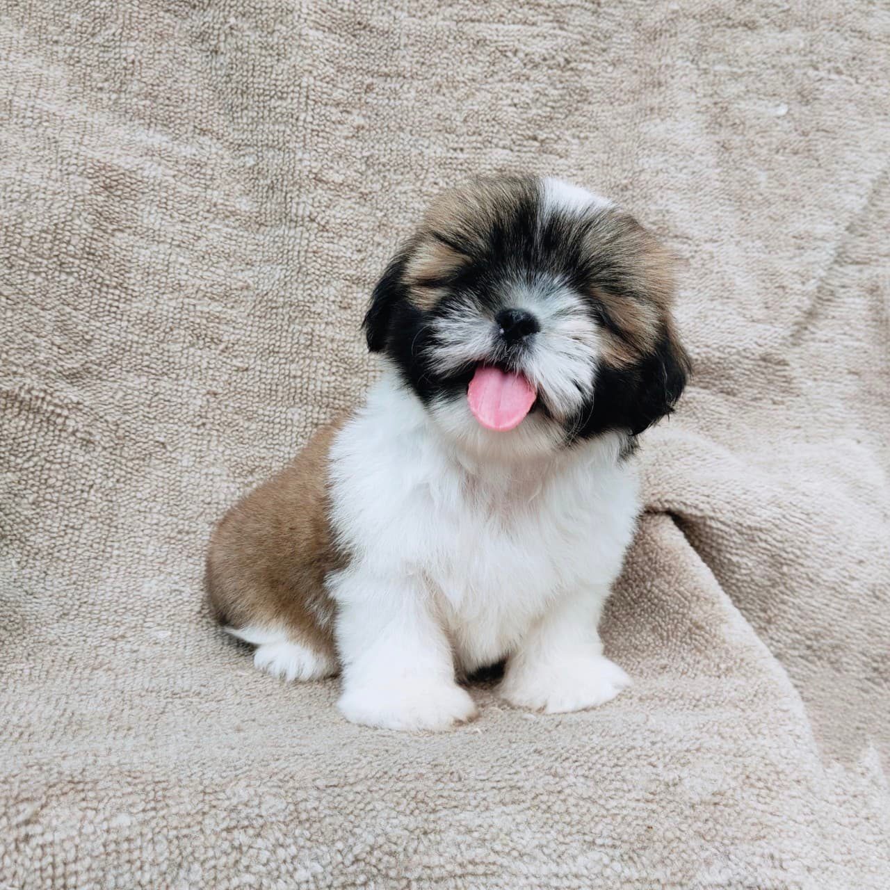ชิสุแท้5500.-เก็บปลายทาง มีปะกันสุขภาพ เทสลำไส้ก่อนส่งline::happyshihtzu4289