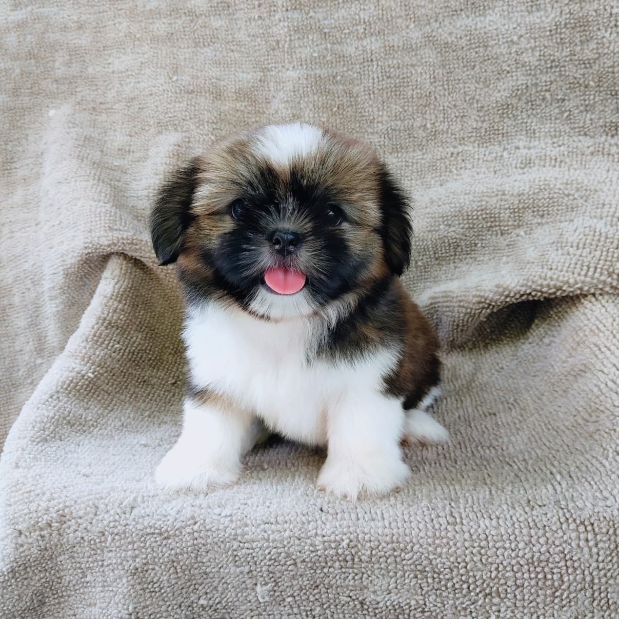 ชิสุแท้5500.-เก็บปลายทาง มีปะกันสุขภาพ เทสลำไส้ก่อนส่งline::happyshihtzu4289