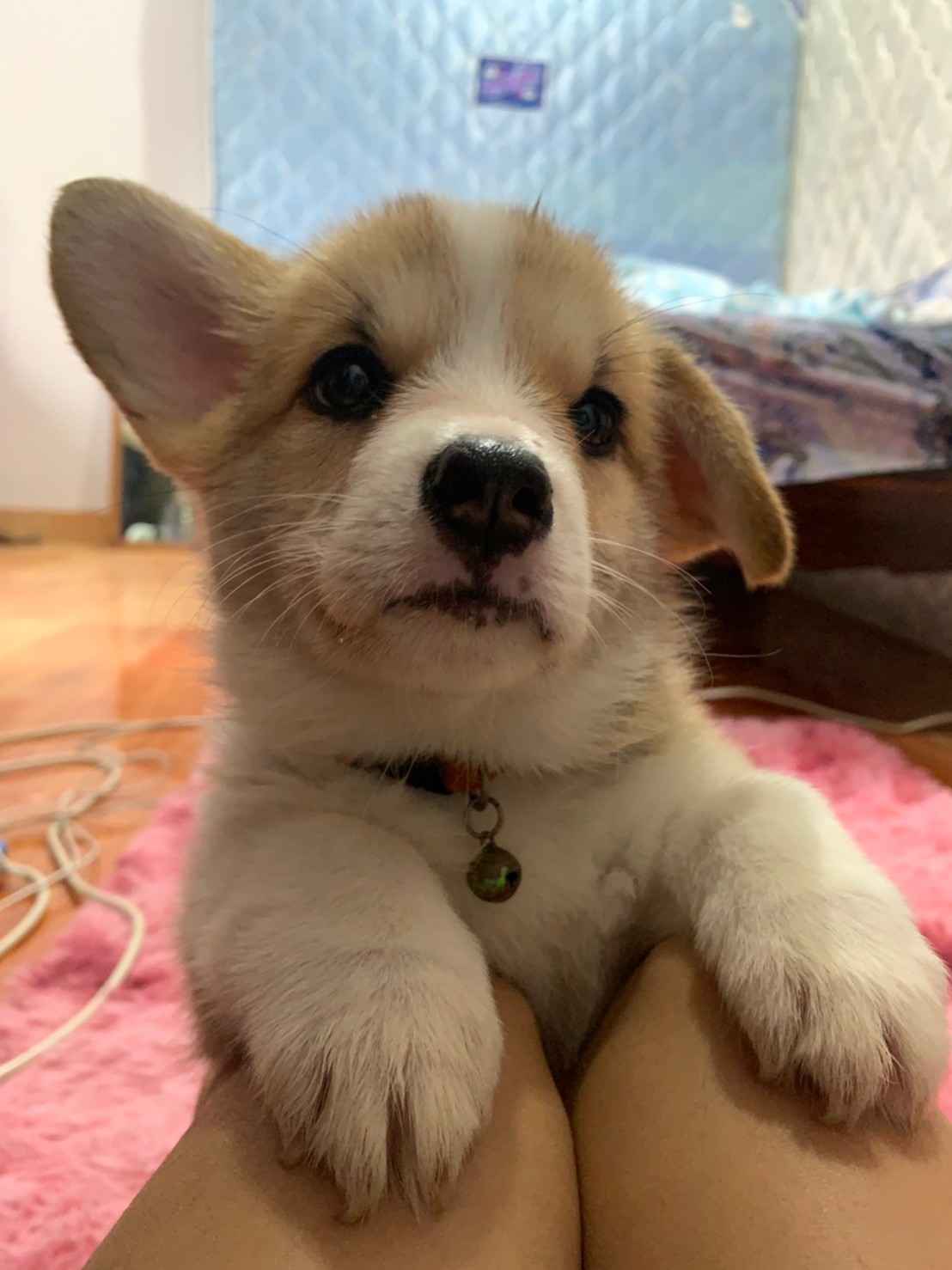 น้องหาบ้าน