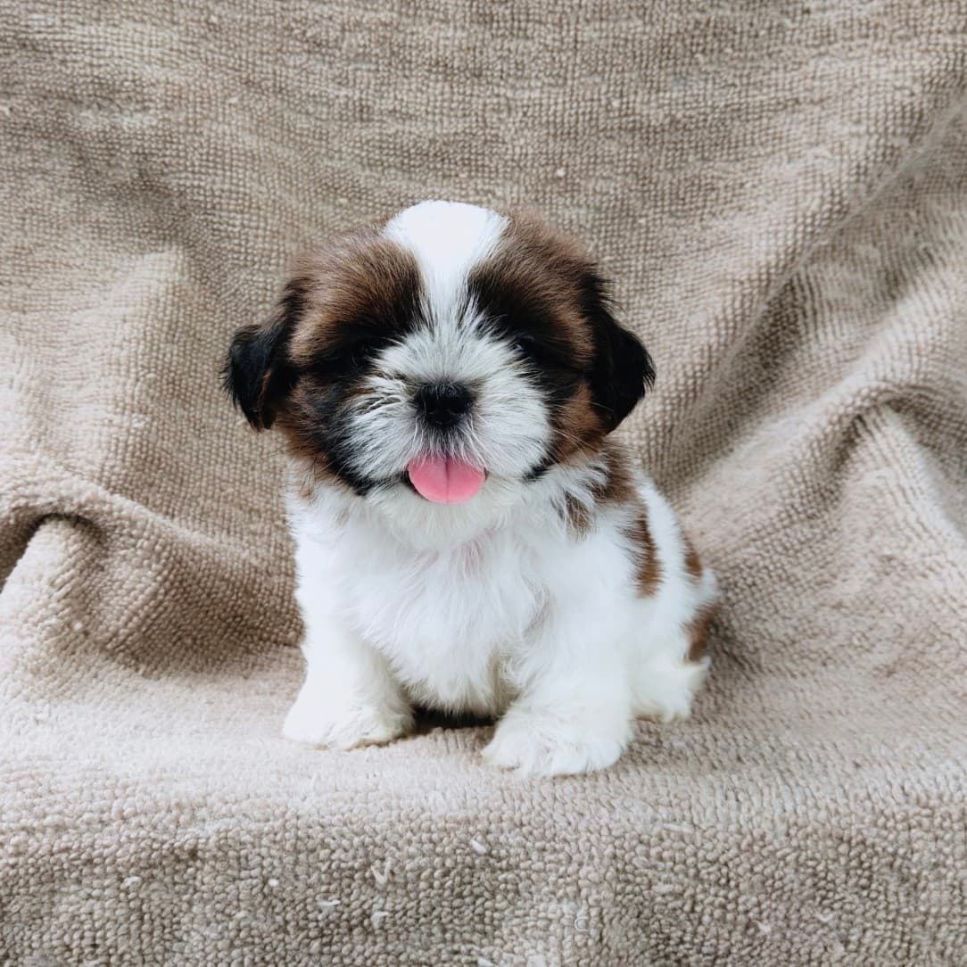 ชิสุแท้5900.-เก็บปลายทาง มีปะกันสุขภาพ เทสลำไส้ก่อนส่งline::happyshihtzu4289