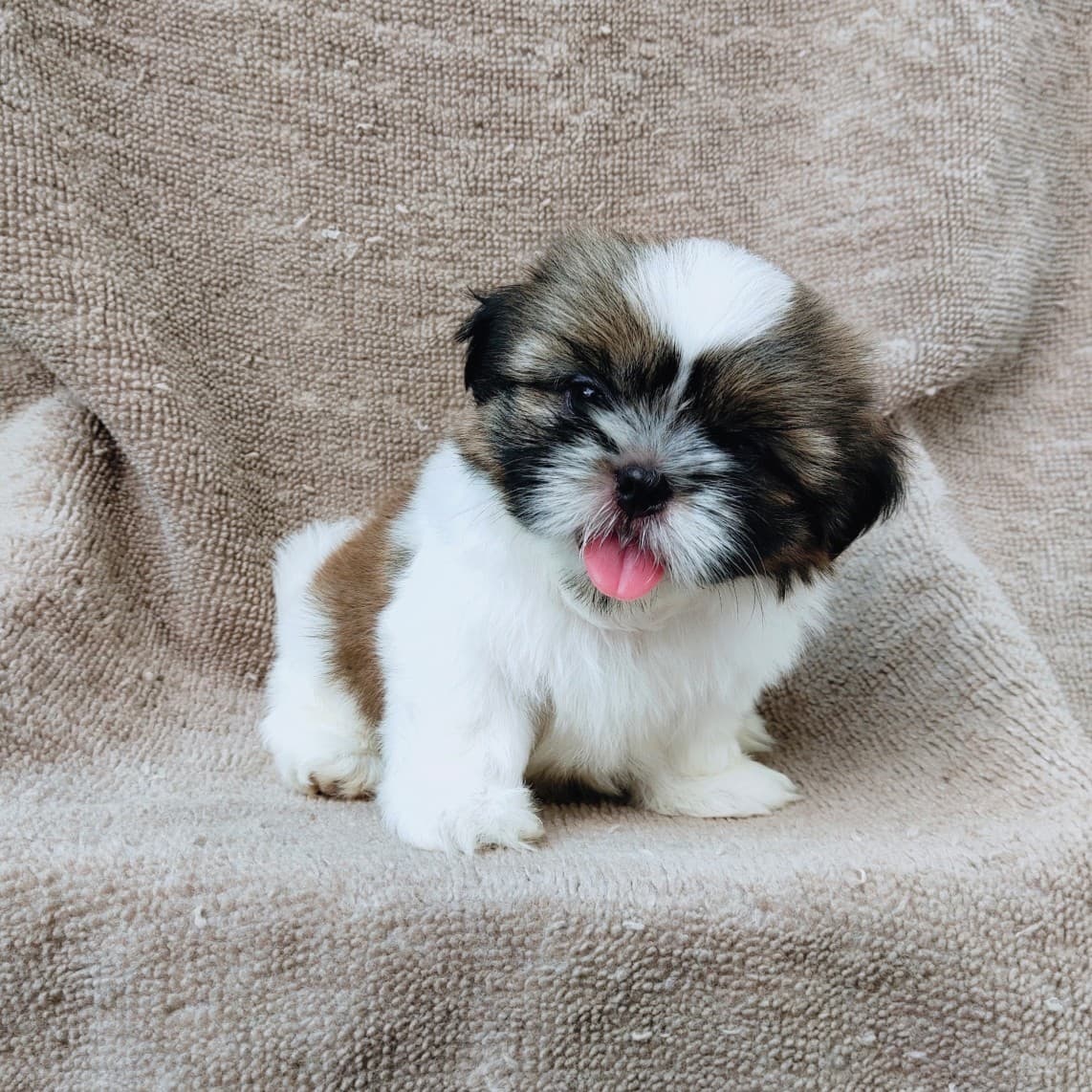 ชิสุแท้5900.-เก็บปลายทาง มีปะกันสุขภาพ เทสลำไส้ก่อนส่งline::happyshihtzu4289