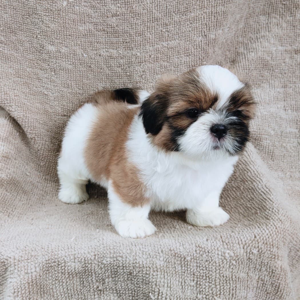 ชิสุแท้5900.-เก็บปลายทาง มีปะกันสุขภาพ เทสลำไส้ก่อนส่งline::happyshihtzu4289