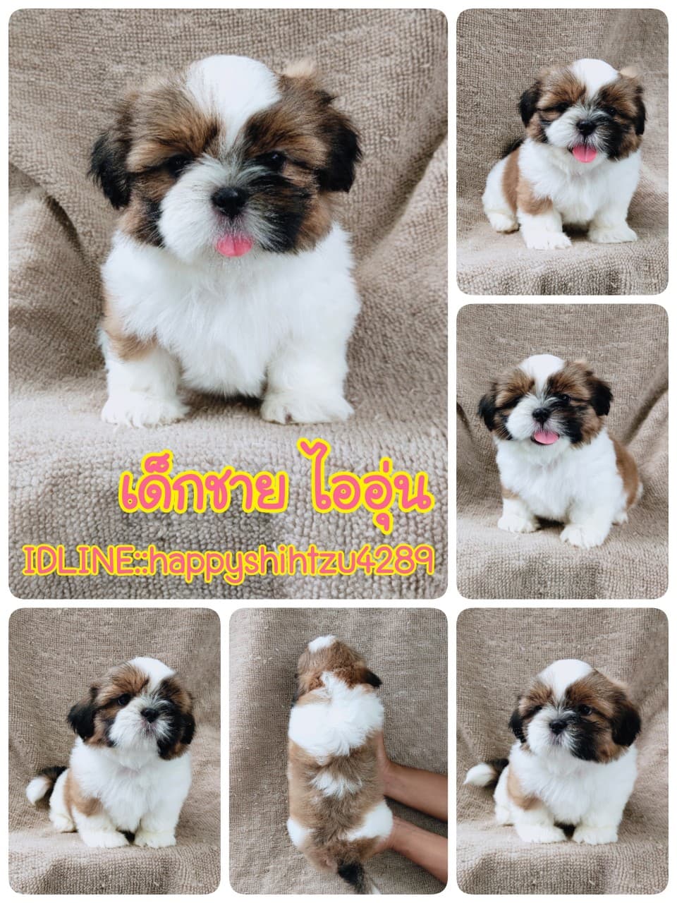 ชิสุแท้5900.-เก็บปลายทาง มีปะกันสุขภาพ เทสลำไส้ก่อนส่งline::happyshihtzu4289