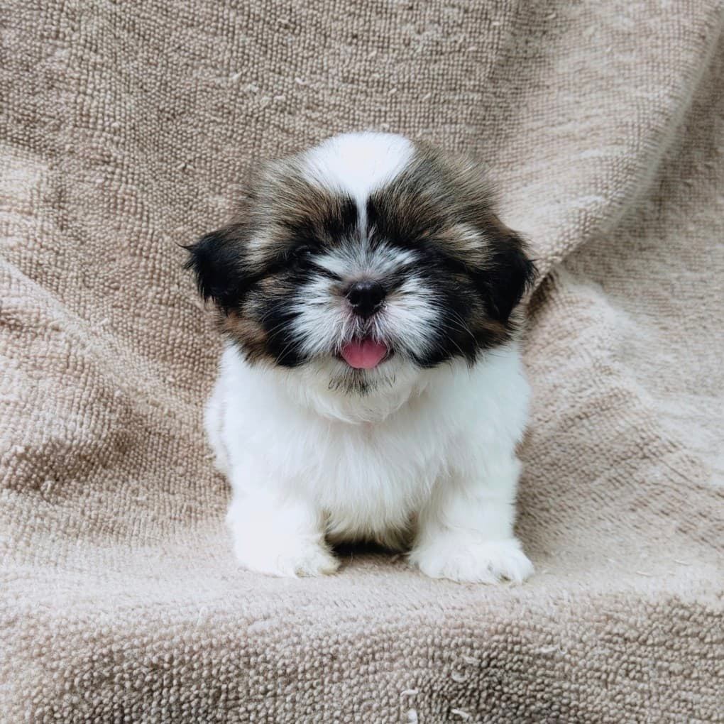 ชิสุแท้5900.-เก็บปลายทาง มีปะกันสุขภาพ เทสลำไส้ก่อนส่งline::happyshihtzu4289