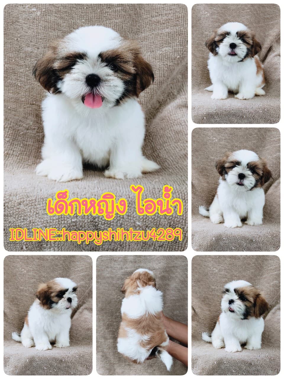 ชิสุแท้5900.-เก็บปลายทาง มีปะกันสุขภาพ เทสลำไส้ก่อนส่งline::happyshihtzu4289