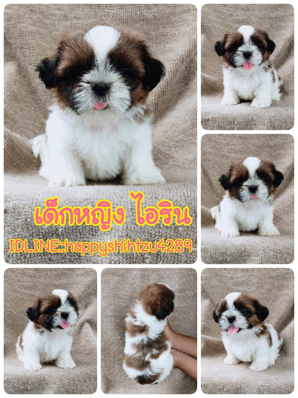 ชิสุแท้5900.-เก็บปลายทาง มีปะกันสุขภาพ เทสลำไส้ก่อนส่งline::happyshihtzu4289
