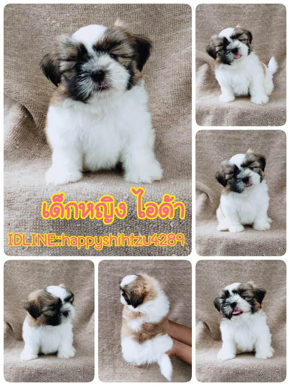 ชิสุแท้5900.-เก็บปลายทาง มีปะกันสุขภาพ เทสลำไส้ก่อนส่งline::happyshihtzu4289