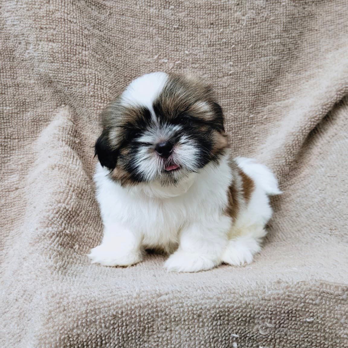 ชิสุแท้5900.-เก็บปลายทาง มีปะกันสุขภาพ เทสลำไส้ก่อนส่งline::happyshihtzu4289