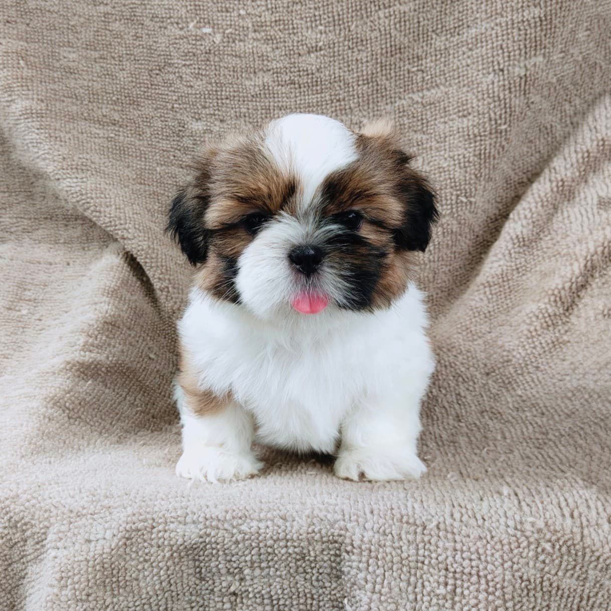 ชิสุแท้5900.-เก็บปลายทาง มีปะกันสุขภาพ เทสลำไส้ก่อนส่งline::happyshihtzu4289