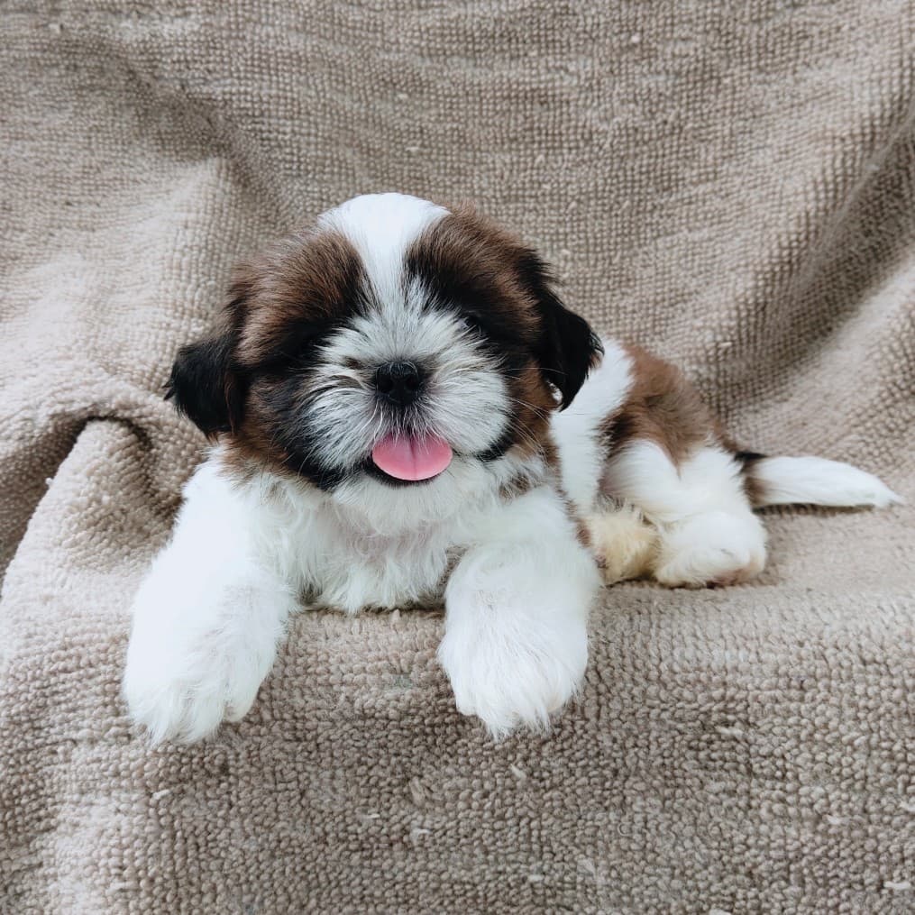ชิสุแท้5900.-เก็บปลายทาง มีปะกันสุขภาพ เทสลำไส้ก่อนส่งline::happyshihtzu4289