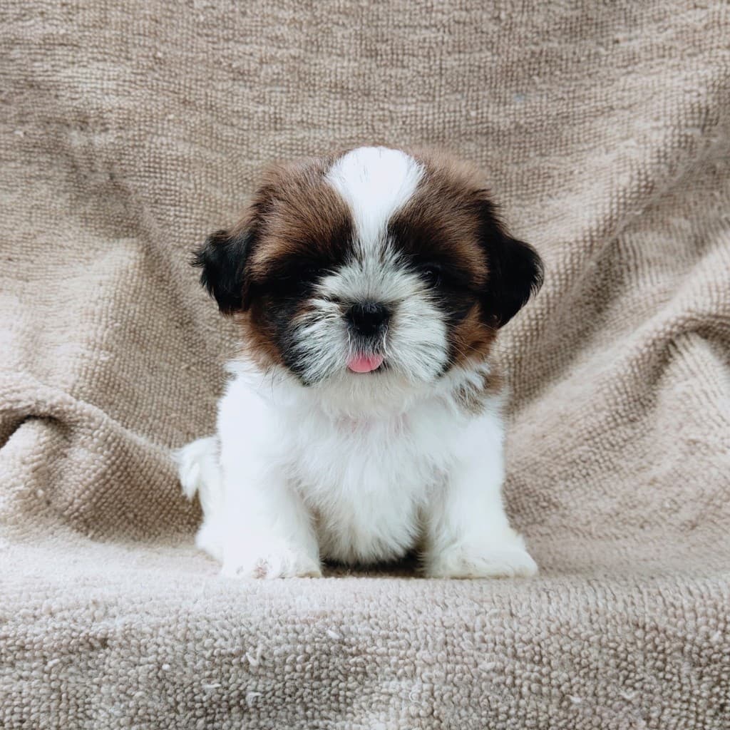 ชิสุแท้5900.-เก็บปลายทาง มีปะกันสุขภาพ เทสลำไส้ก่อนส่งline::happyshihtzu4289