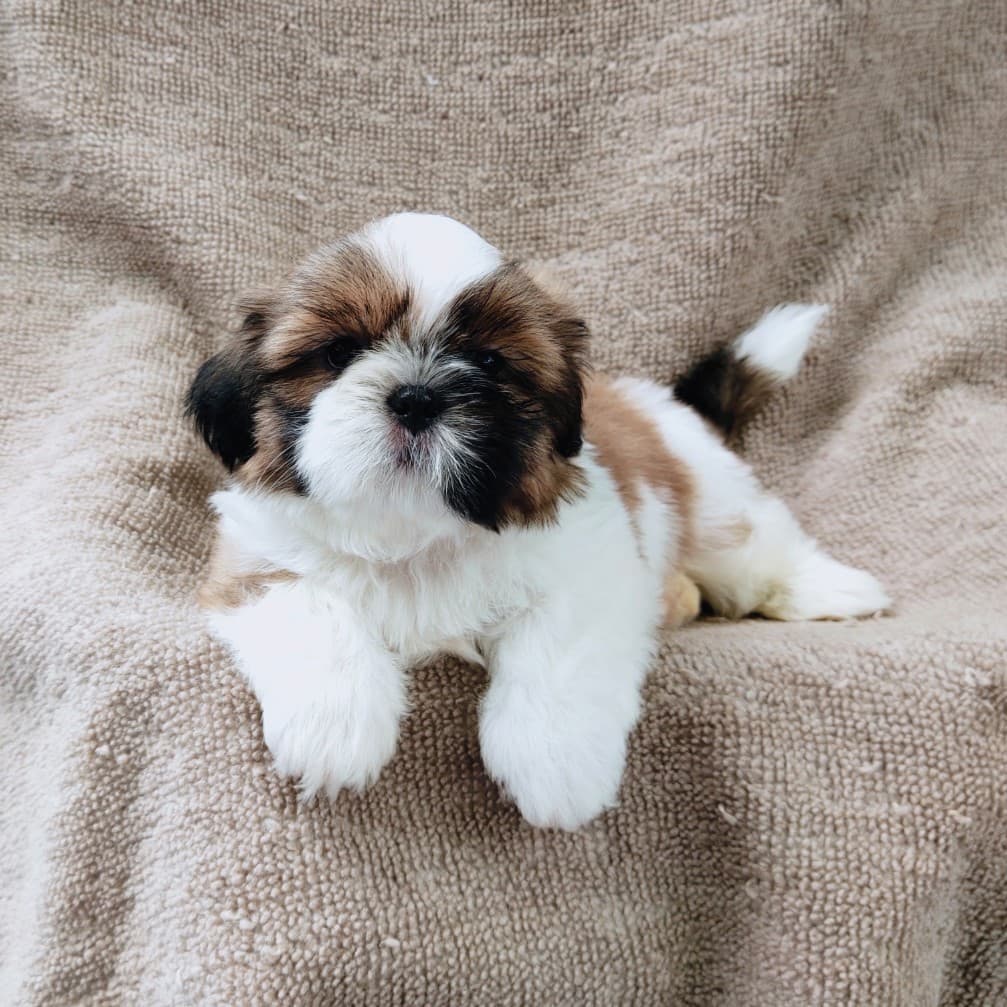 ชิสุแท้5900.-เก็บปลายทาง มีปะกันสุขภาพ เทสลำไส้ก่อนส่งline::happyshihtzu4289
