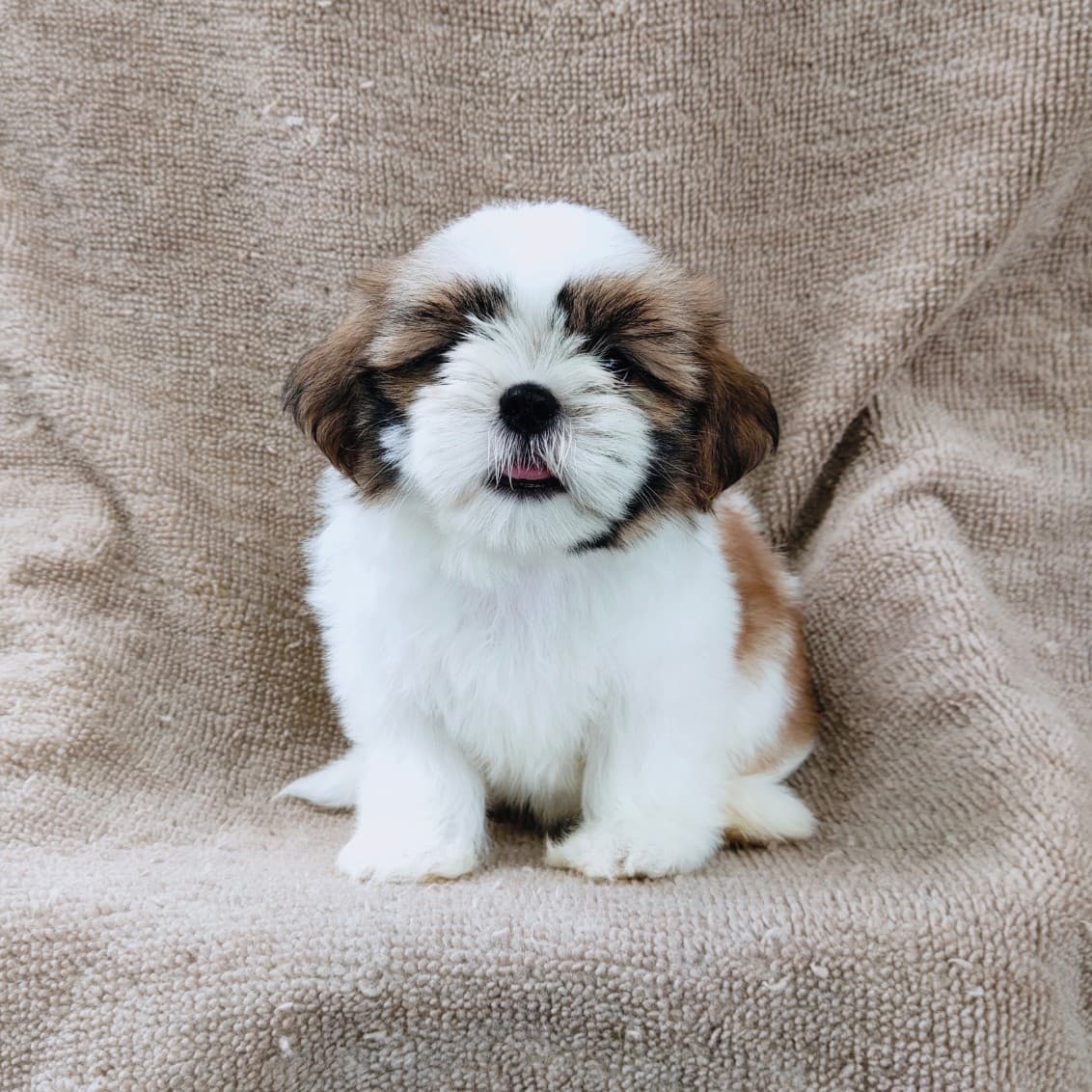 ชิสุแท้5900.-เก็บปลายทาง มีปะกันสุขภาพ เทสลำไส้ก่อนส่งline::happyshihtzu4289