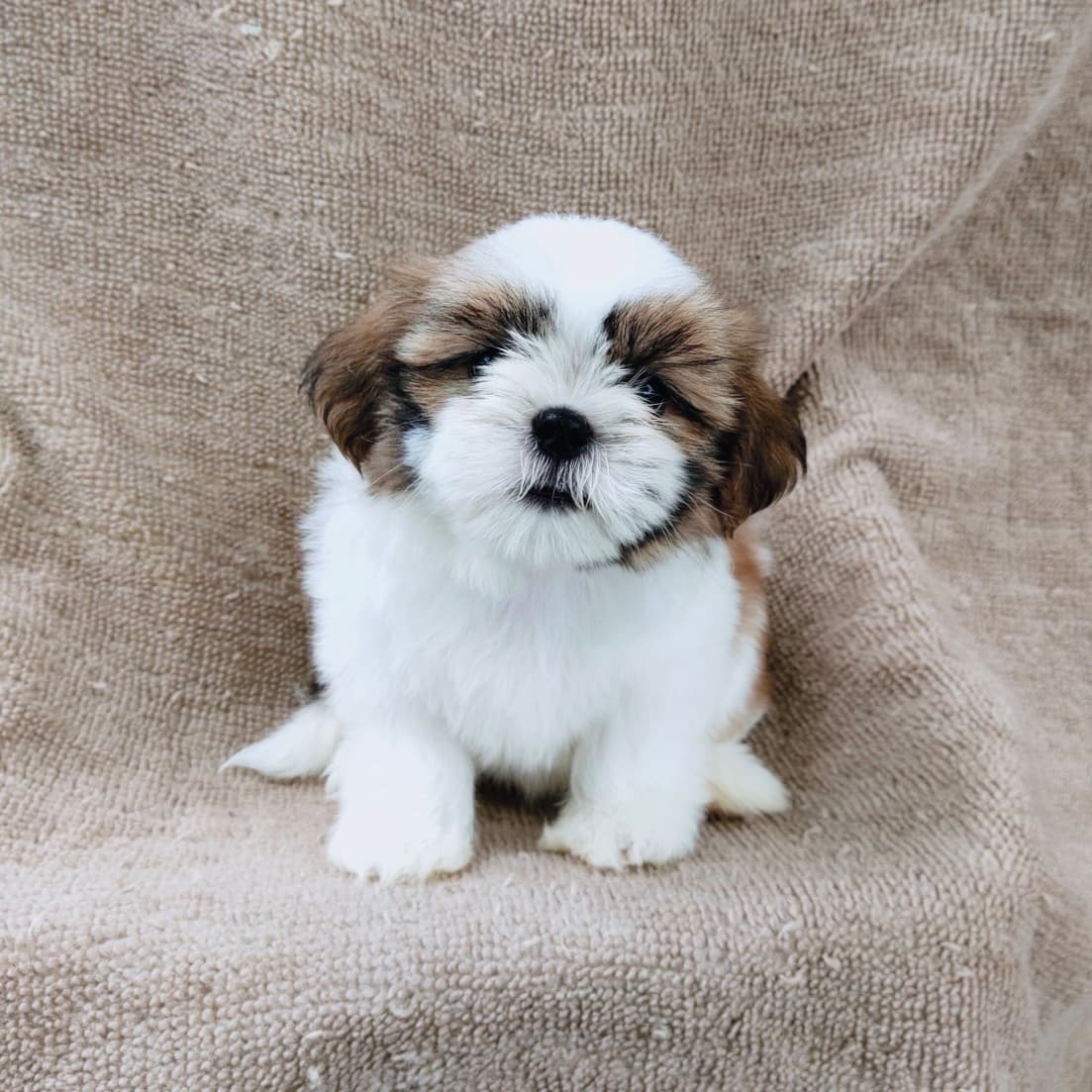 ชิสุแท้5900.-เก็บปลายทาง มีปะกันสุขภาพ เทสลำไส้ก่อนส่งline::happyshihtzu4289