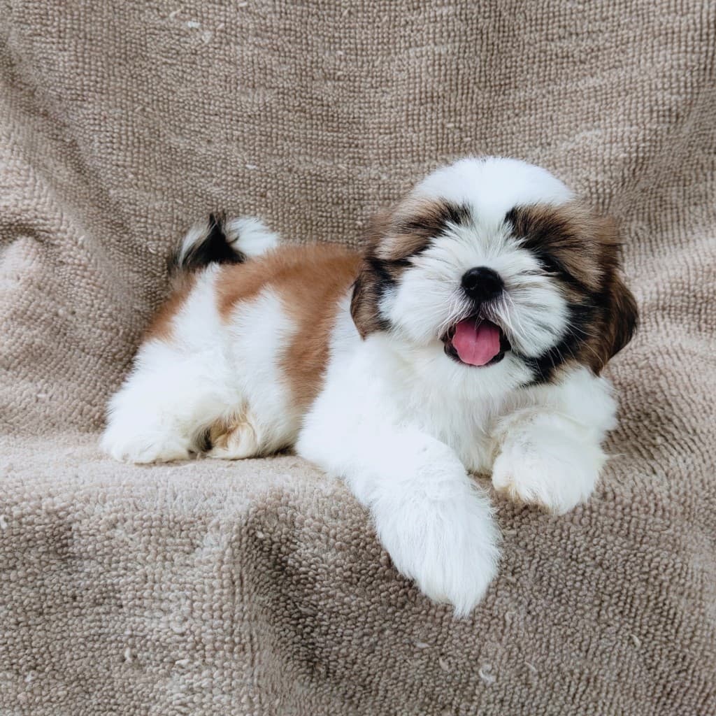 ชิสุแท้5900.-เก็บปลายทาง มีปะกันสุขภาพ เทสลำไส้ก่อนส่งline::happyshihtzu4289
