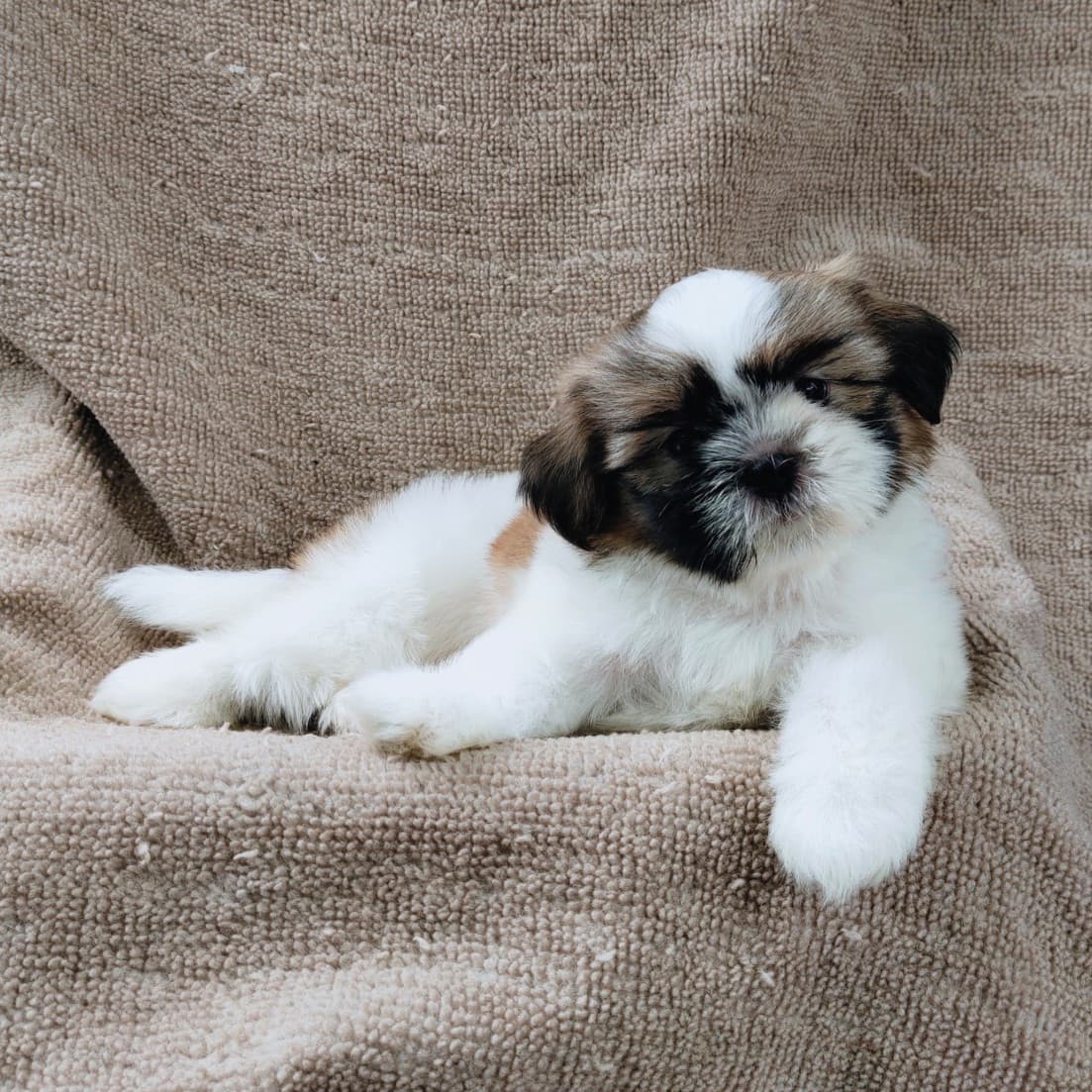 ชิสุแท้5900.-เก็บปลายทาง มีปะกันสุขภาพ เทสลำไส้ก่อนส่งline::happyshihtzu4289