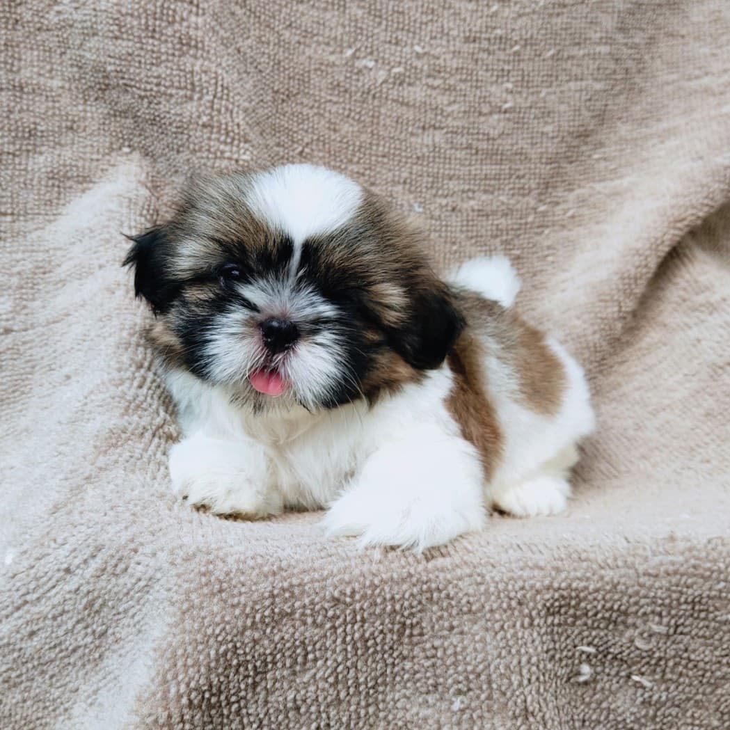 ชิสุแท้5900.-เก็บปลายทาง มีปะกันสุขภาพ เทสลำไส้ก่อนส่งline::happyshihtzu4289