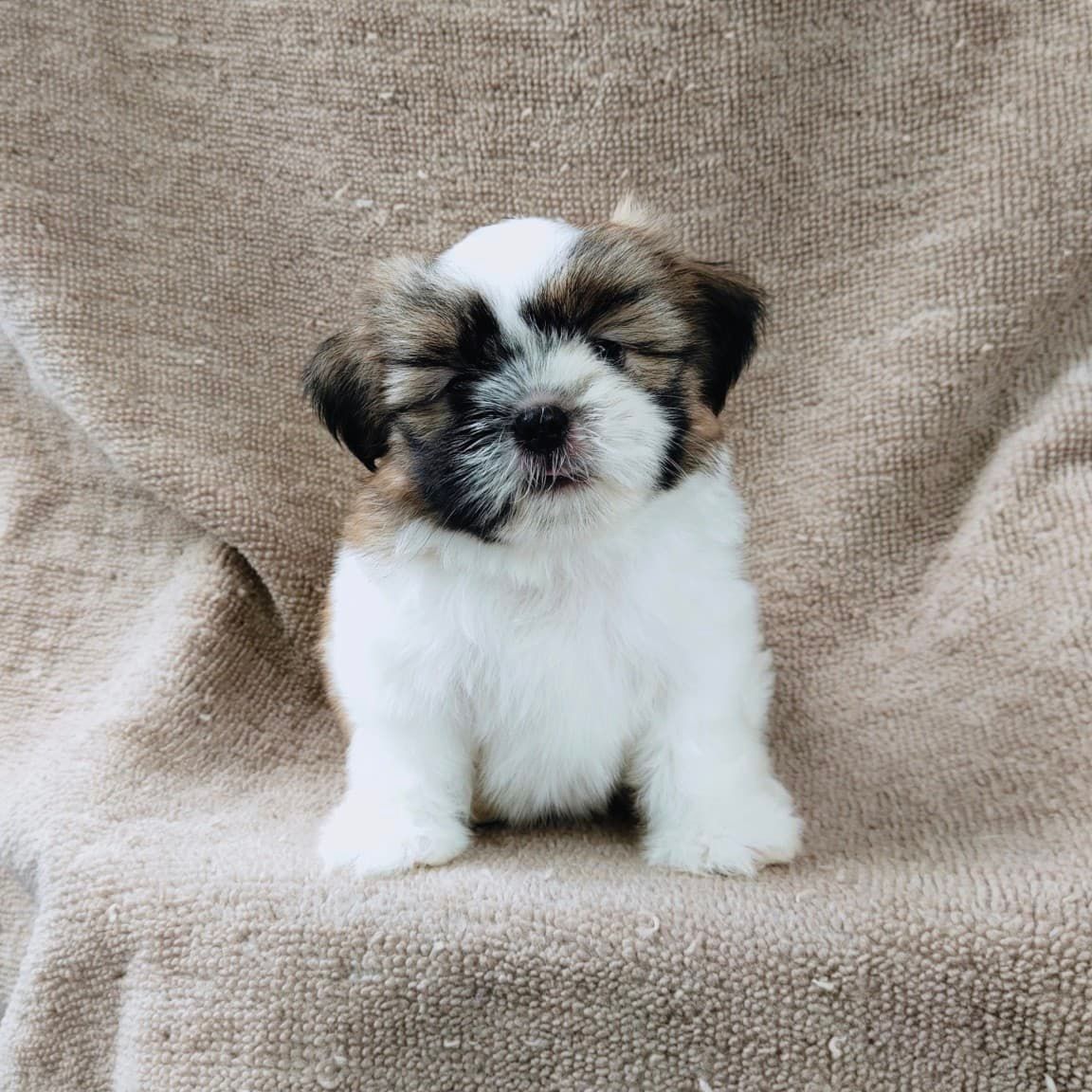 ชิสุแท้5900.-เก็บปลายทาง มีปะกันสุขภาพ เทสลำไส้ก่อนส่งline::happyshihtzu4289