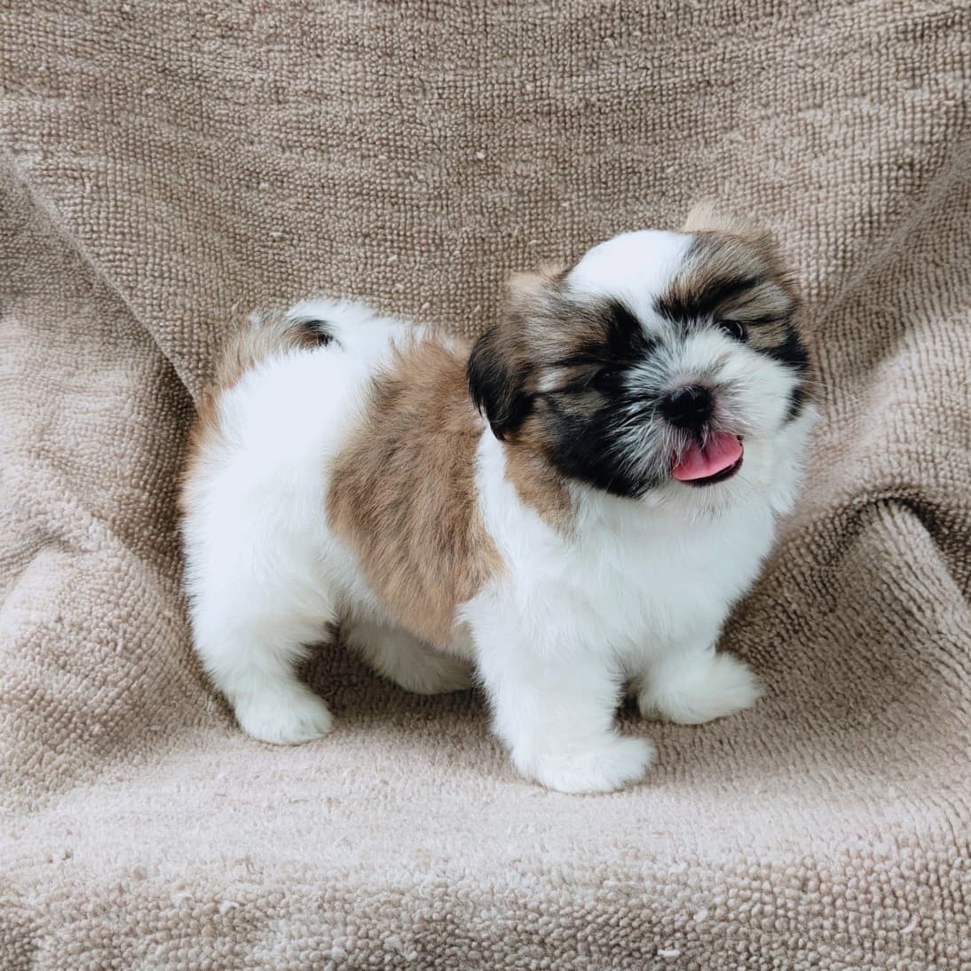 ชิสุแท้5900.-เก็บปลายทาง มีปะกันสุขภาพ เทสลำไส้ก่อนส่งline::happyshihtzu4289