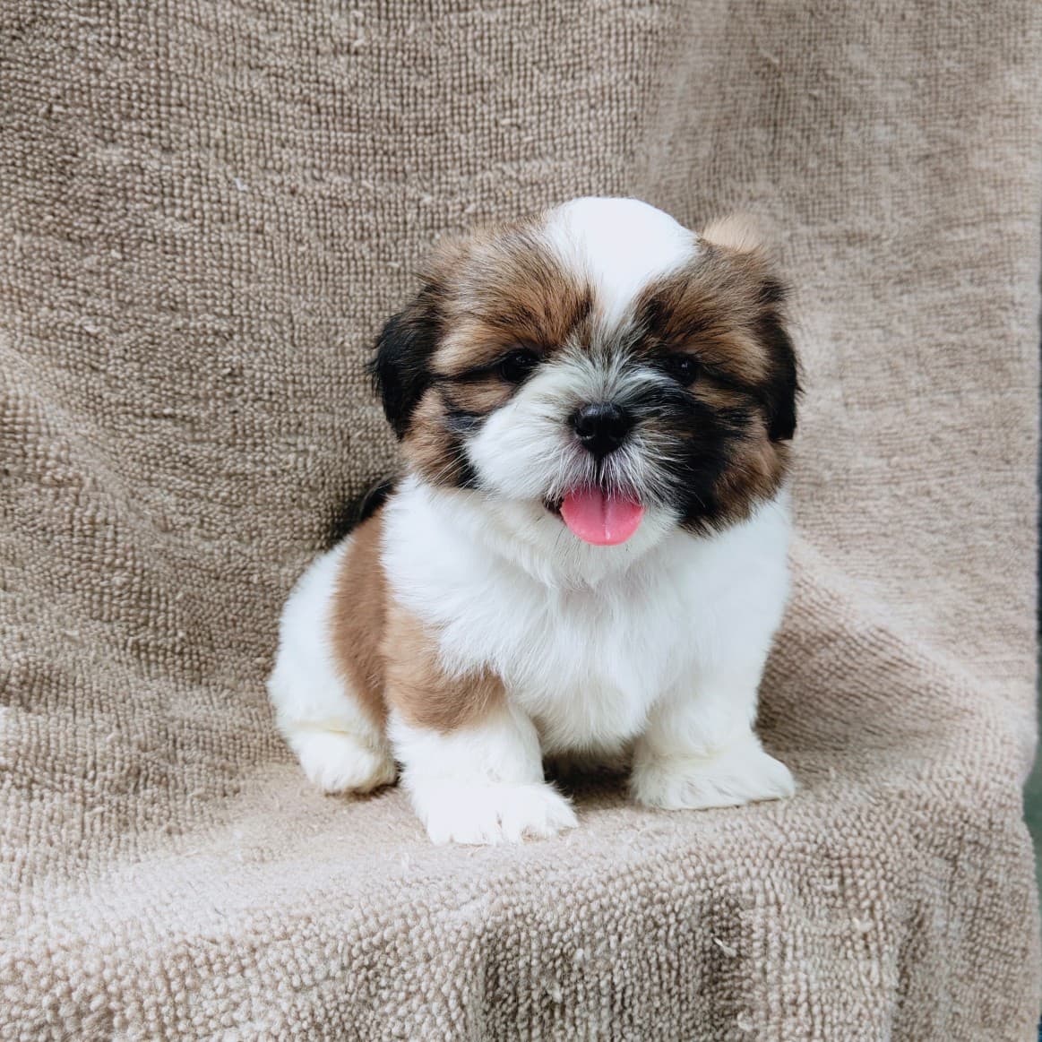 ชิสุแท้5900.-เก็บปลายทาง มีปะกันสุขภาพ เทสลำไส้ก่อนส่งline::happyshihtzu4289