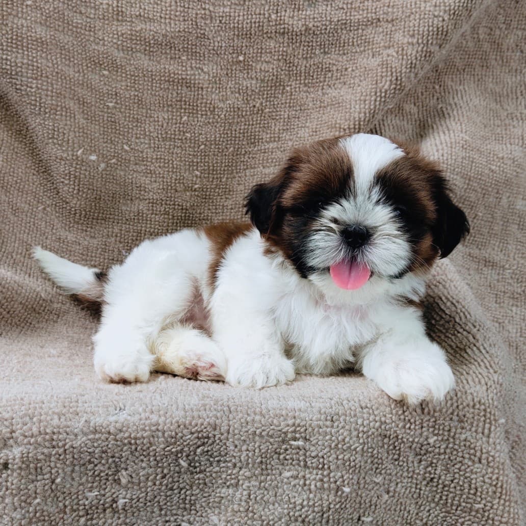 ชิสุแท้5900.-เก็บปลายทาง มีปะกันสุขภาพ เทสลำไส้ก่อนส่งline::happyshihtzu4289