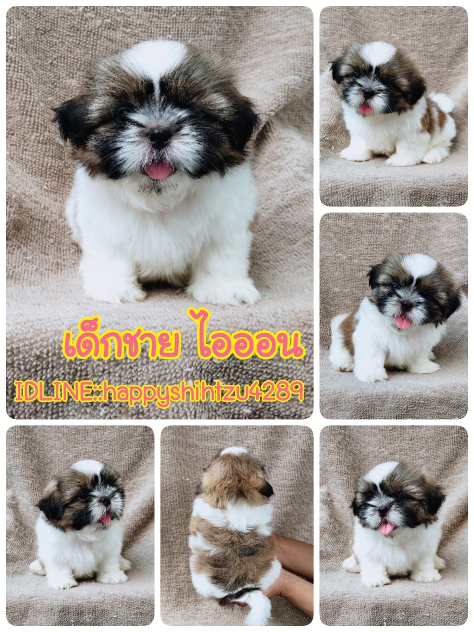 ชิสุแท้5900.-เก็บปลายทาง มีปะกันสุขภาพ เทสลำไส้ก่อนส่งline::happyshihtzu4289