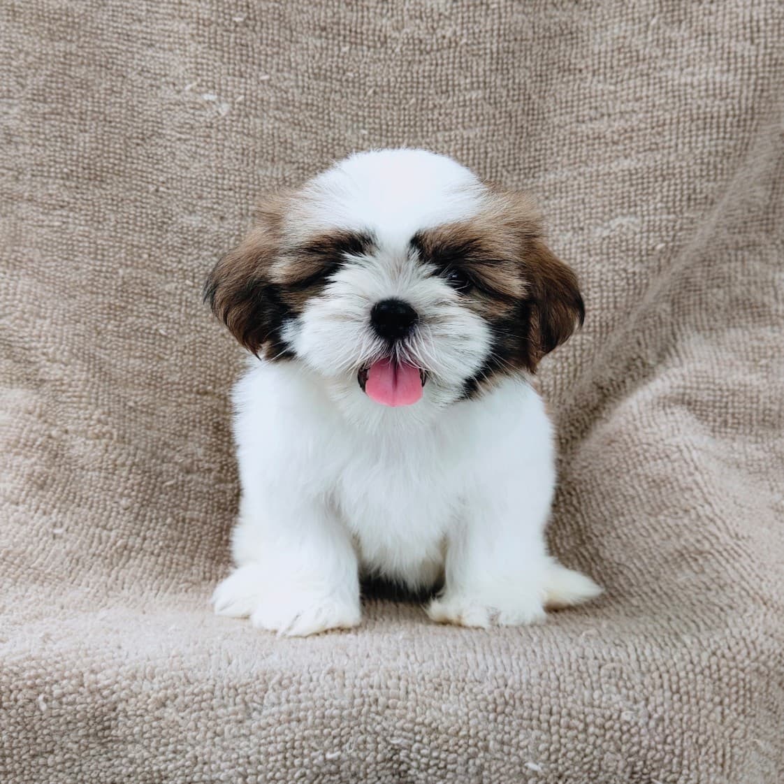 ชิสุแท้5900.-เก็บปลายทาง มีปะกันสุขภาพ เทสลำไส้ก่อนส่งline::happyshihtzu4289