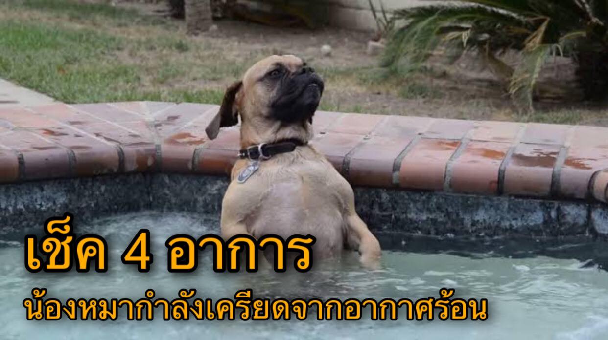 เช็ค 4 อาการ น้องหมากำลังเครียดจากอากาศร้อน!