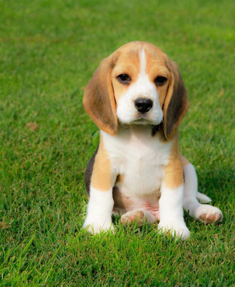 มารู้จักสุนัขพันธุ์ บีเกิล (Beagle) กัน