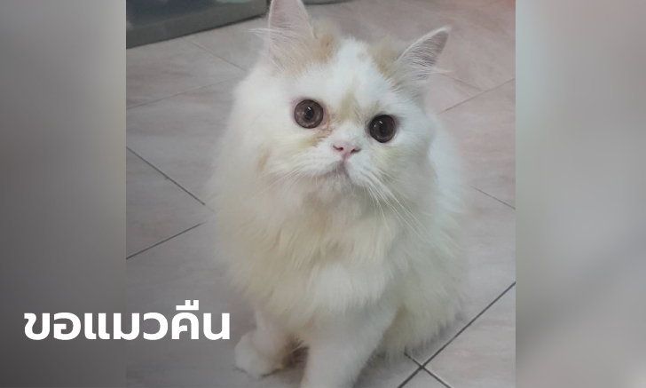 สาวโรงงานร้อง วอนขอแมวคืน โจรงัดห้องขโมยแมวเปอร์เซียที่ห่วงสุดหัวใจ
