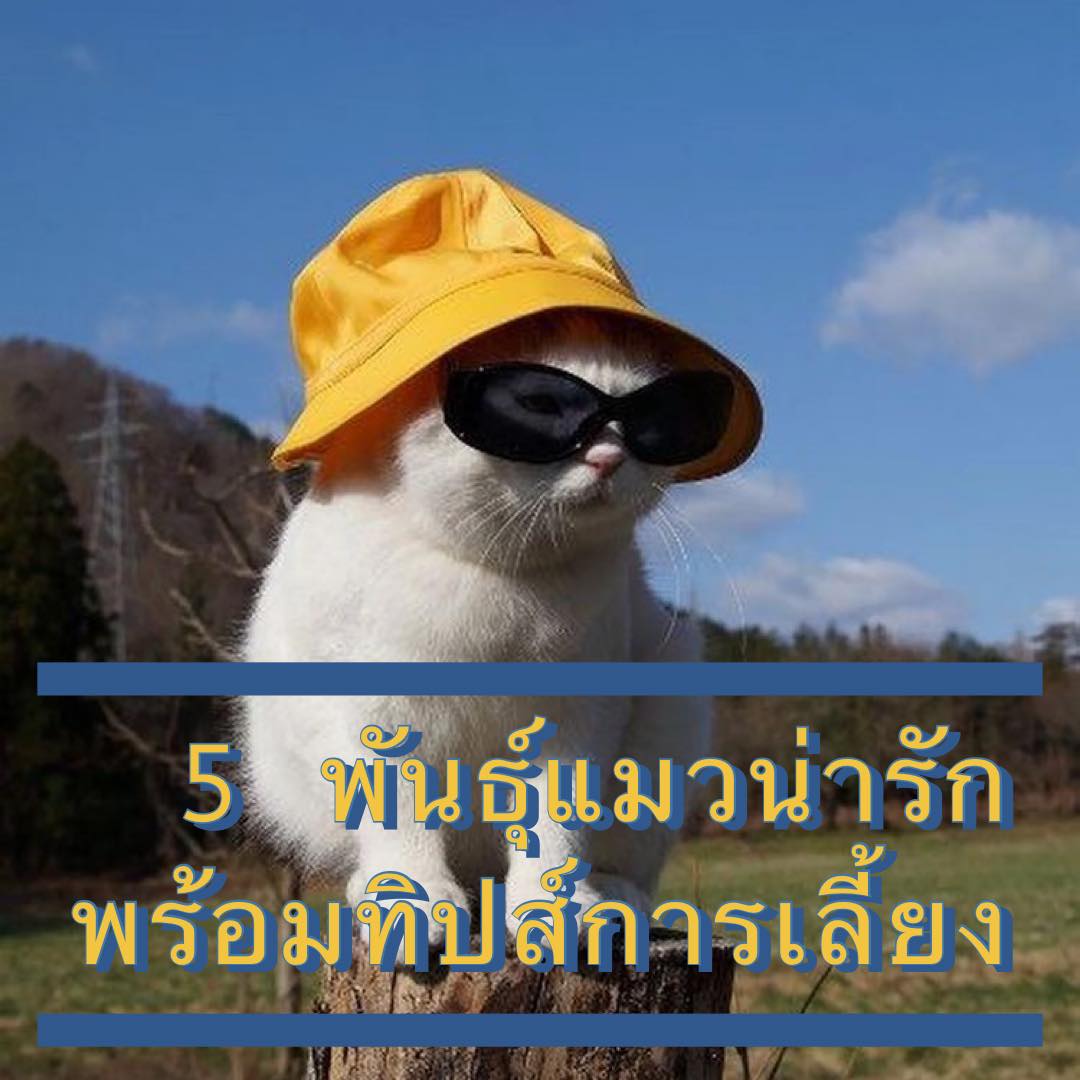 5 พันธุ์แมวน่ารัก พร้อมทิปส์เลี้ยงแมว