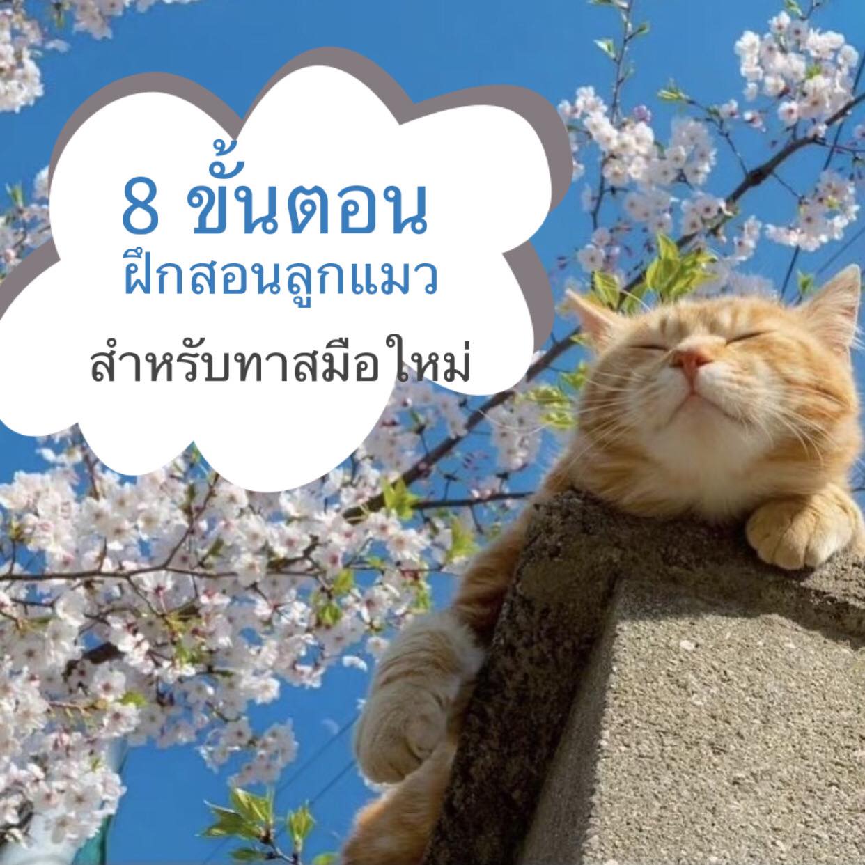 8 ขั้นตอนฝึกสอนลูกแมว สำหรับทาสมือใหม่