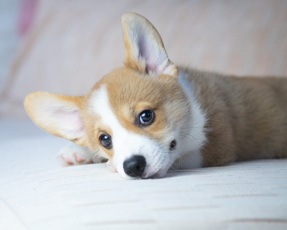 CORGI สายพันธุ์แชมป์เปี้ยน โครงสร้างสวยสุด