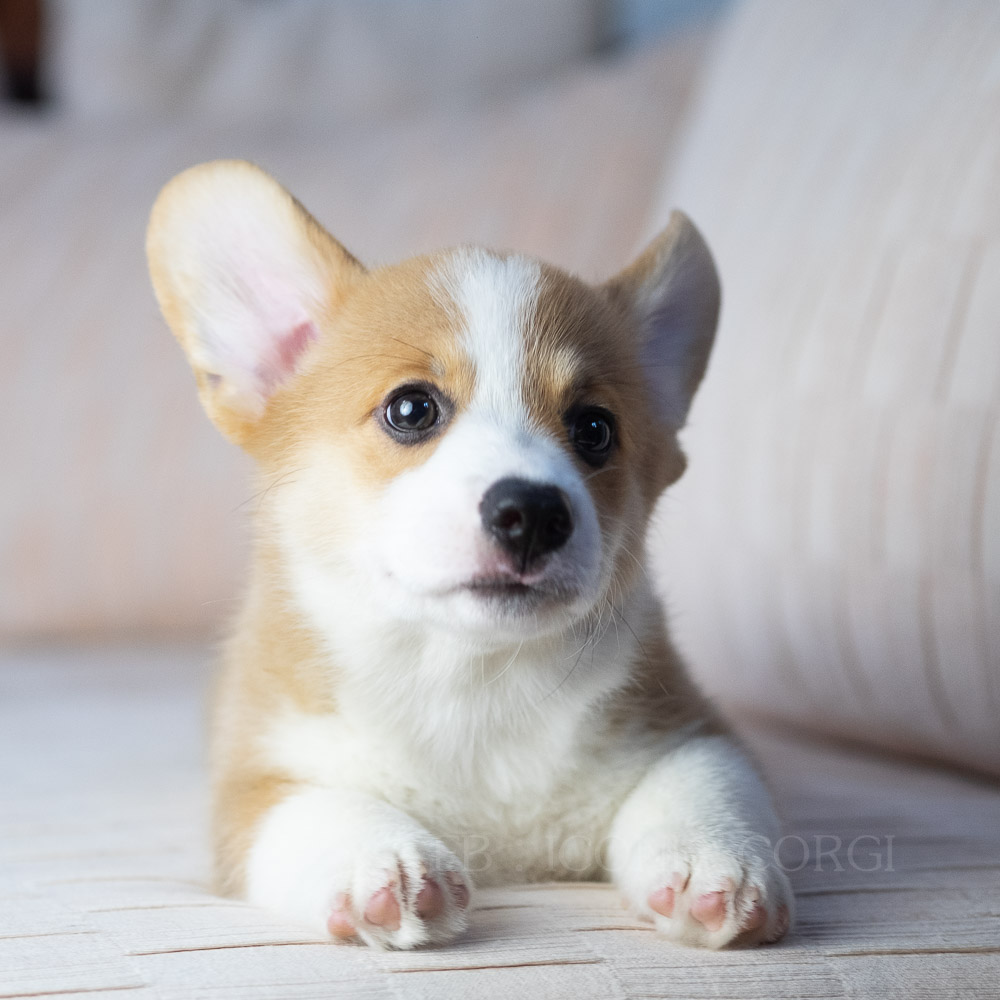 CORGI สายพันธุ์แชมป์เปี้ยน โครงสร้างสวยสุด