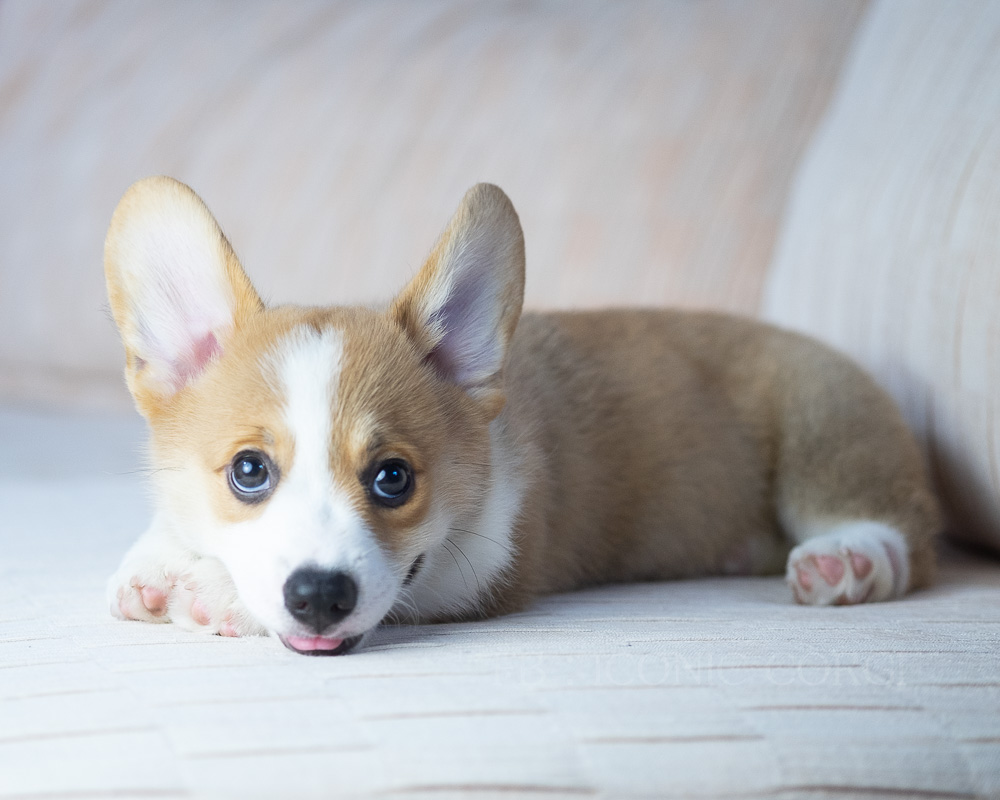 CORGI สายพันธุ์แชมป์เปี้ยน โครงสร้างสวยสุด