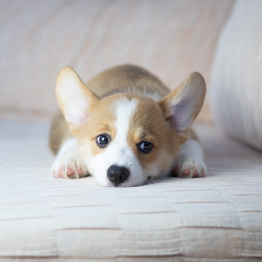 CORGI สายพันธุ์แชมป์เปี้ยน โครงสร้างสวยสุด