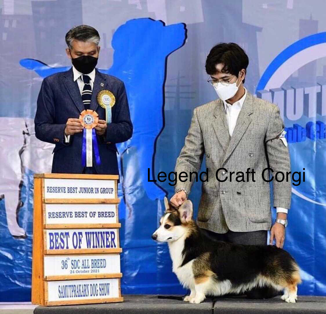 CORGI สายพันธุ์แชมป์เปี้ยน โครงสร้างสวยสุด