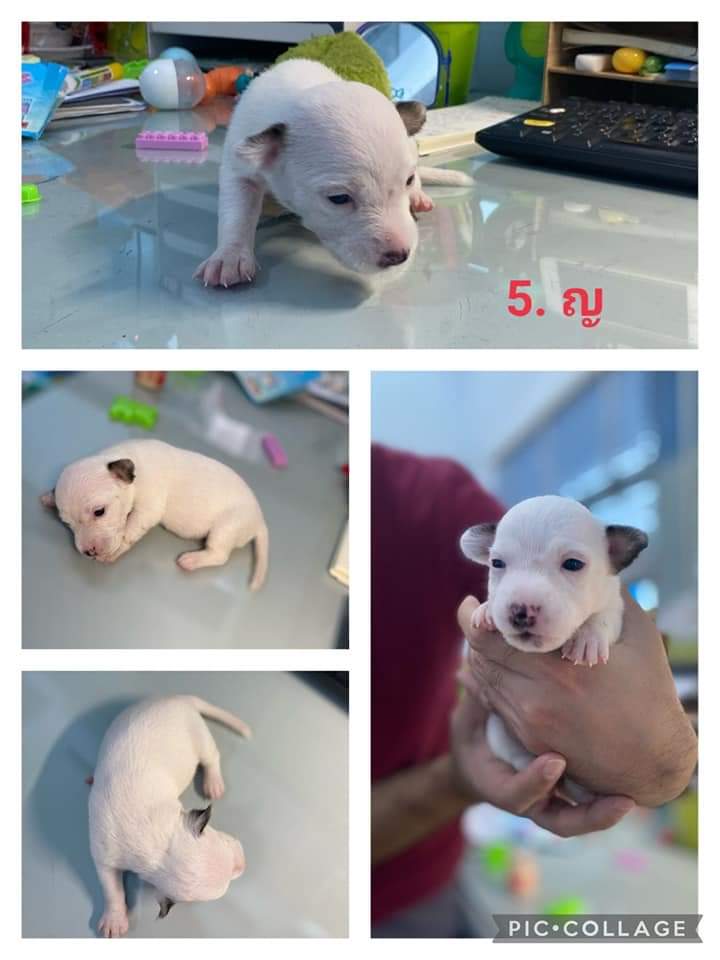 ลูกสุนัข แจ็ครัสเซลแท้ เกิดวันที่ 05/05/65