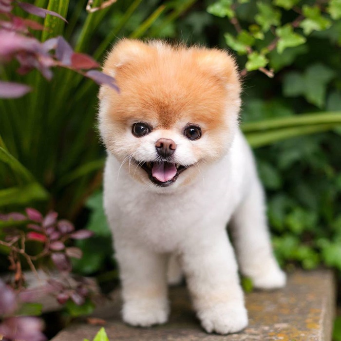 จัดอันดับ 5 สายพันธุ์น้องหมากลิ่นตัวไม่แรง น่ารักน่าเลี้ยง !