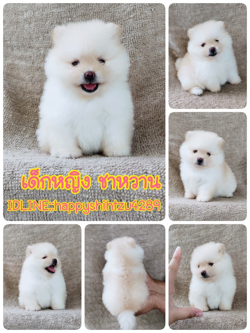 ปอมแท้9900.-ไซส์เล็กเกรดสวยมีปะกันสุขภาพ เทสลำไส้ก่อนส่งline::happyshihtzu4289