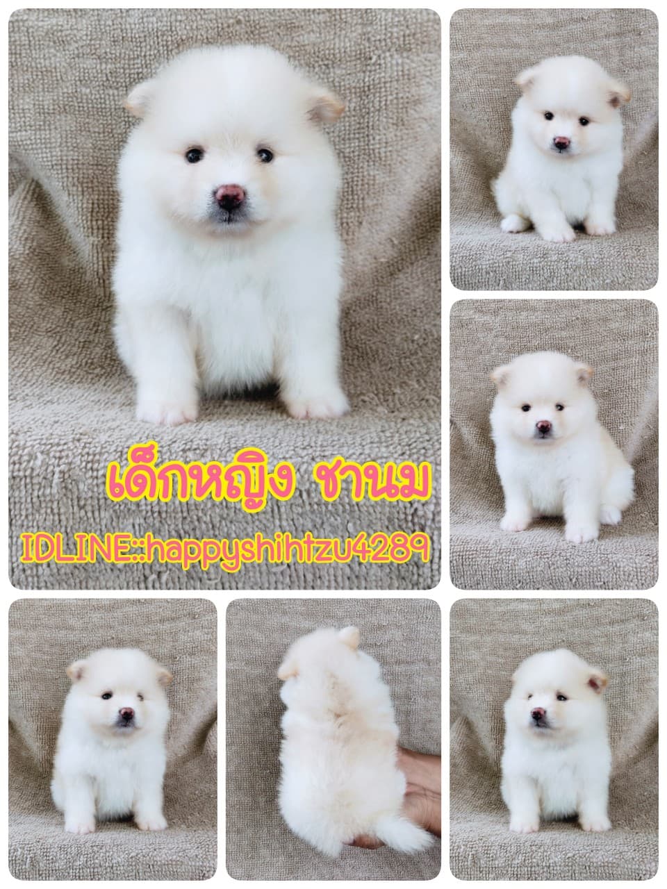 ปอมแท้8900.-เกรดสวยมีปะกันสุขภาพ เทสลำไส้ก่อนส่งline::happyshihtzu4289