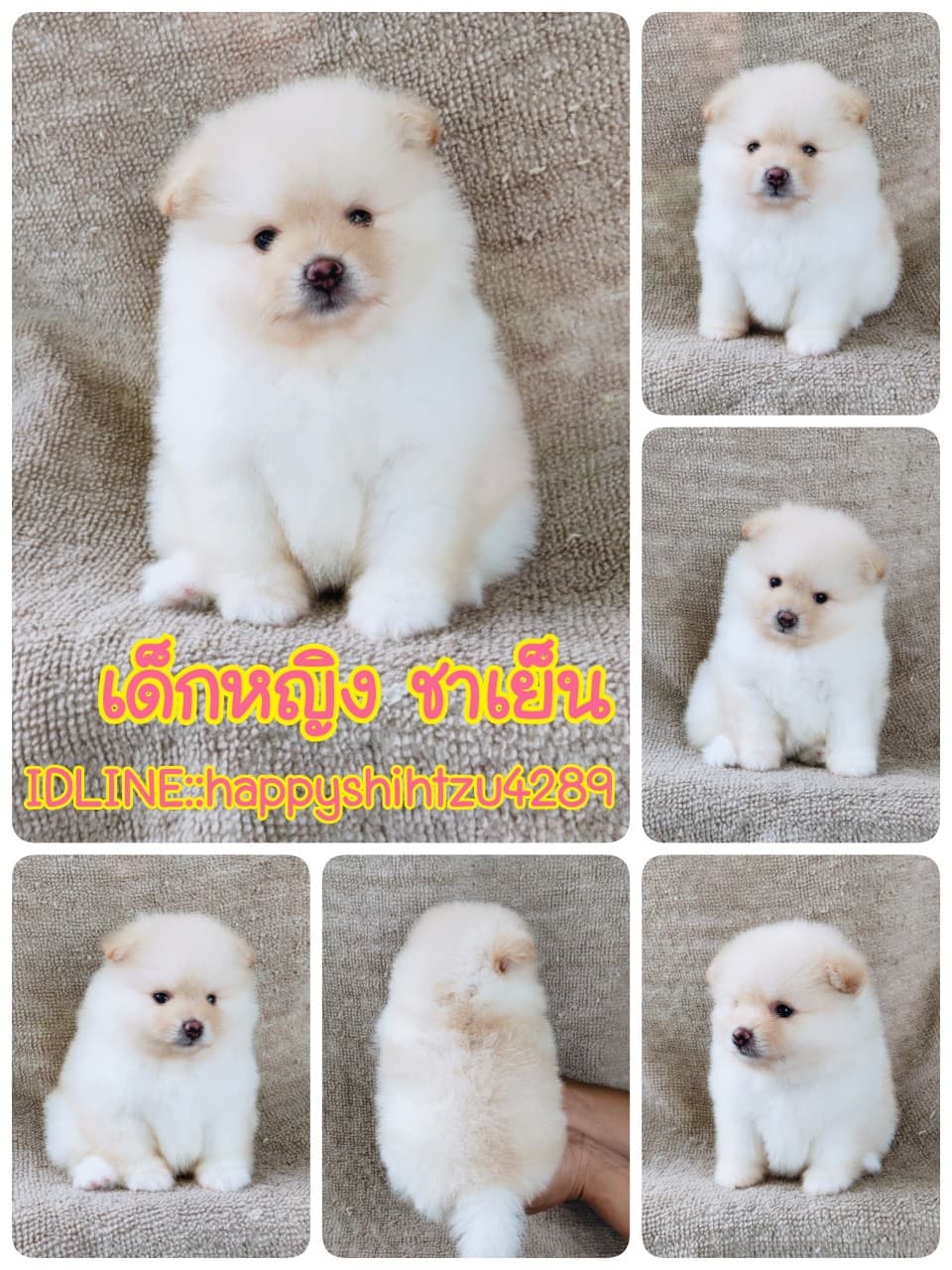 ปอมแท้8900.-เกรดสวยมีปะกันสุขภาพ เทสลำไส้ก่อนส่งline::happyshihtzu4289