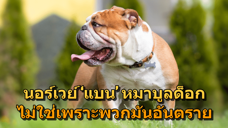 นอร์เวย์ ‘แบน’ หมาบูลด็อก ไม่ใช่เพราะพวกมันอันตราย