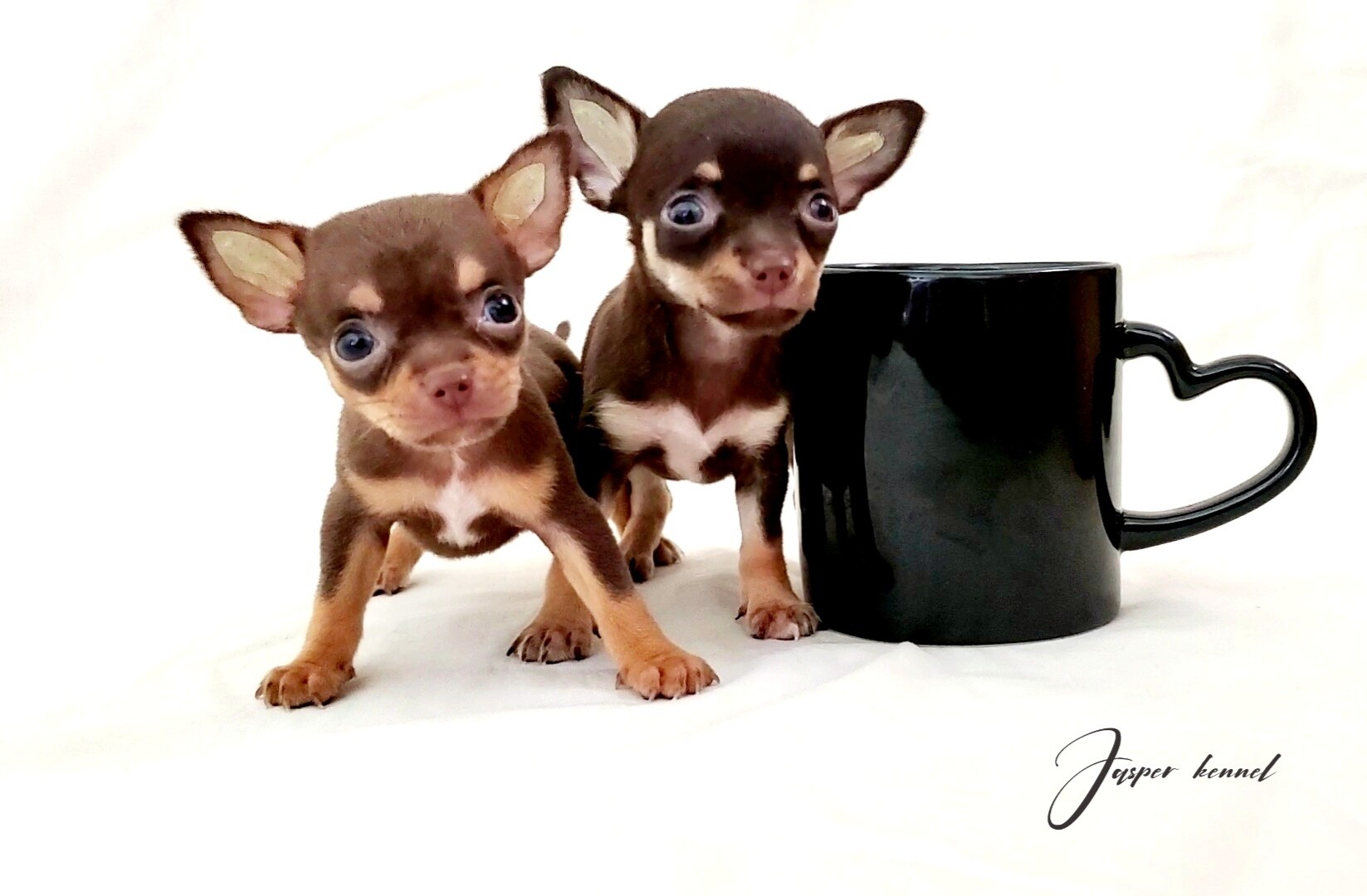 ชิวาวา jasperkennel.com
