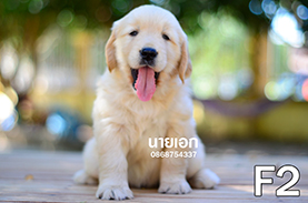 ลูกโกลเด้นสวยๆ น่ารักๆ หน้าหมีๆ