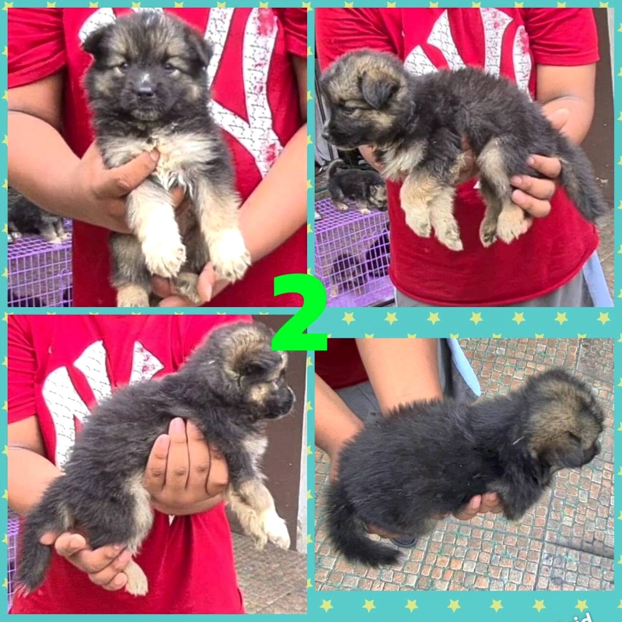 Gerberian shepsky(อัลเซเชี่ยนผสมไซบีเรียน) ลูกครึ่งสุดสวยยอดนิยมและหายากสุดๆ เกร