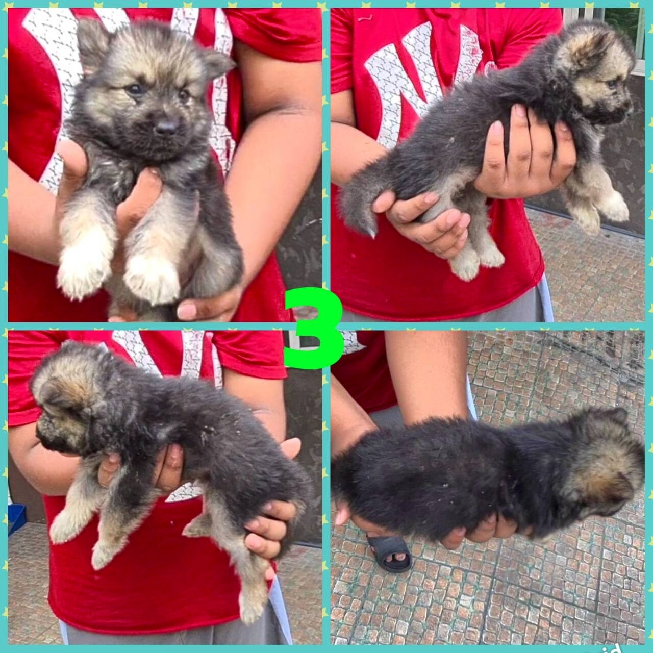 Gerberian shepsky(อัลเซเชี่ยนผสมไซบีเรียน) ลูกครึ่งสุดสวยยอดนิยมและหายากสุดๆ เกร