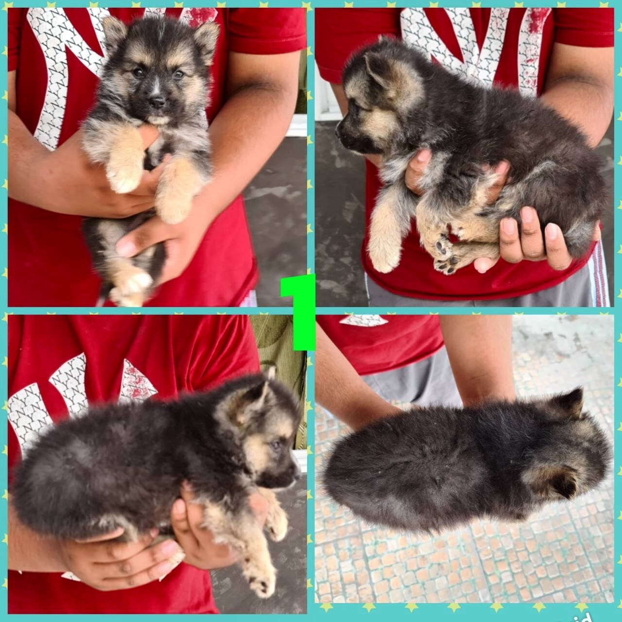 Gerberian shepsky(อัลเซเชี่ยนผสมไซบีเรียน) ลูกครึ่งสุดสวยยอดนิยมและหายากสุดๆ เกร