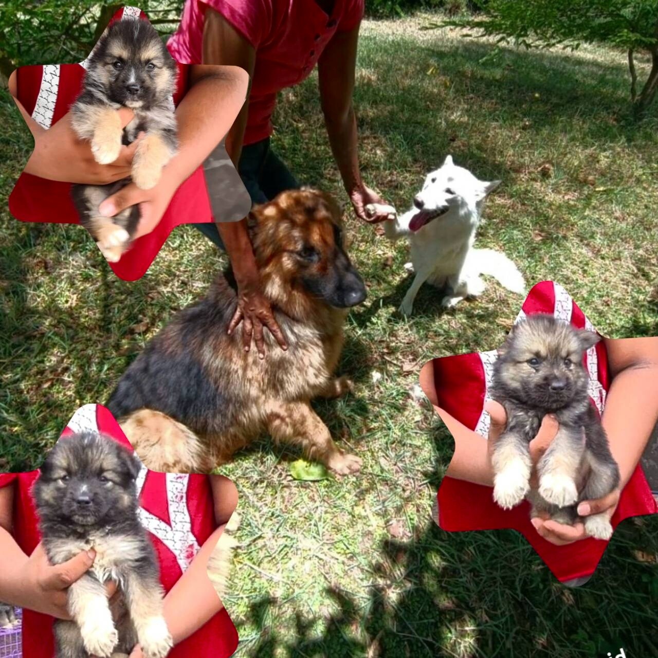 Gerberian shepsky(อัลเซเชี่ยนผสมไซบีเรียน) ลูกครึ่งสุดสวยยอดนิยมและหายากสุดๆ เกร