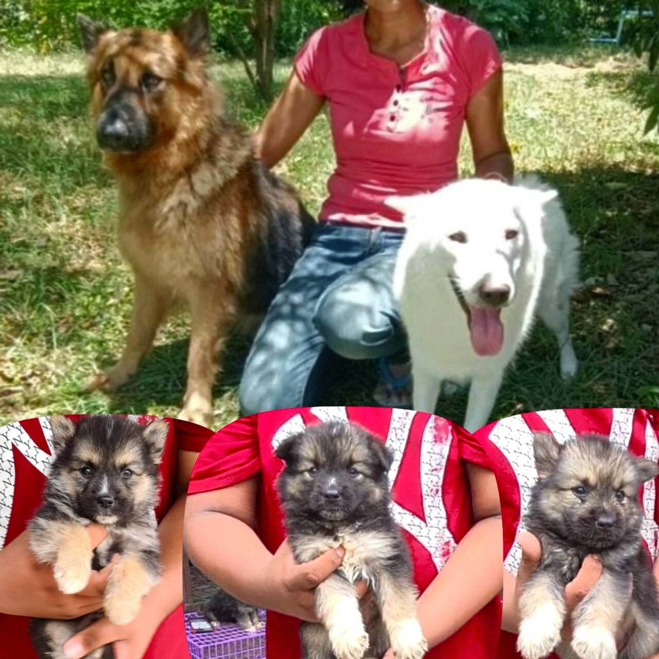 Gerberian shepsky(อัลเซเชี่ยนผสมไซบีเรียน) ลูกครึ่งสุดสวยยอดนิยมและหายากสุดๆ เกร